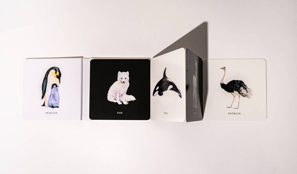 Baby's Black & White Contrast Book